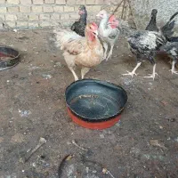 مرغ تخم گذار و جوجه بزرگ