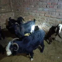 گوشت مراسمات