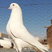 کفتر‌.پرنده