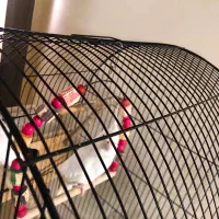 جفت عروس آلبینو|پرنده|رشت, رودباری|دیوار