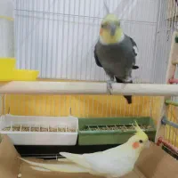 عروس هلندی یک جفت سالم و کشیده|پرنده|پاکدشت, پاکدشت (مامازند)|دیوار