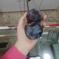 الو سانته رضا درشت