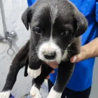 توله سگ سرابی