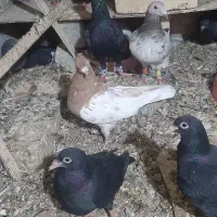 کبوتر کفتر جفتی|پرنده|اقبالیه, |دیوار