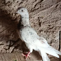 کفتر|پرنده|دلیجان, |دیوار