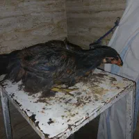 فروش دو مرغ و دو خروس گلپایگانی دورگه