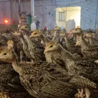 جوجه بوقلمون