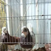 جفت کبوتر|پرنده|سیرجان, |دیوار
