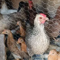 مرغ