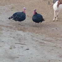 دو عدد بوقلمون نر|حیوانات مزرعه|کوهدشت, |دیوار