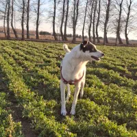 واگذاری رایگان سگ ماده نگهبان