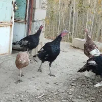 بوقلمون جوان و سرحال