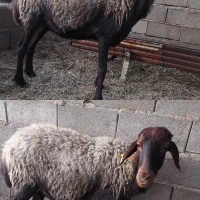 میش جوان هترو سرخس