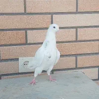 طوقی نسل دار|پرنده|مبارکه, |دیوار