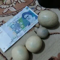 سنگ طبیعی|کلکسیون اشیاء عتیقه|علی‌آباد کتول, |دیوار