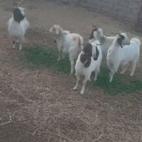 بز جوان ابستن|حیوانات مزرعه|کوهسرخ, |دیوار