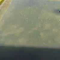 ماهی کپور طلایی