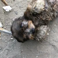 واگذاری سگ شیتزو تیرییر ماده|سگ|سرخرود, |دیوار