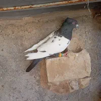 نرسینه سیاه کاکلی هوایی ضد خوردی