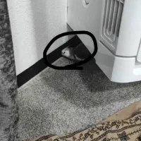 عروس هلندی خاکستری گم شده