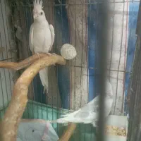 جفت عروس البینو|پرنده|رشت, جماران|دیوار