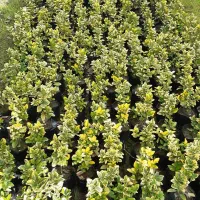 شمشاد طلایی،توپی،یاس هلندی