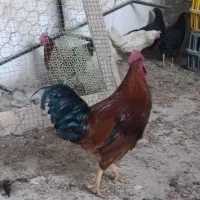 مرغ وخروس