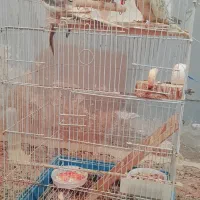 عروس هلندی|پرنده|زابل, |دیوار