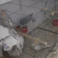 ۶عدد عرویس هلندی کلامی