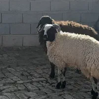 دوعدد بره تمیز خوشگل