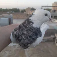 طوقی