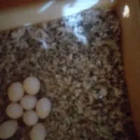 سلام یک جفت فنج کرم لایت|پرنده|شیراز, مسلم|دیوار