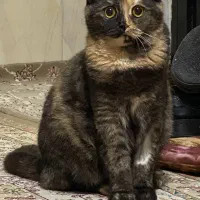 گربه گمشده|حیوانات|بجنورد, |دیوار