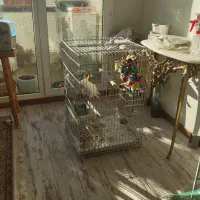 قفس آرا کاکادو کاسکو شاه طوطی|لوازم جانبی حیوانات|کن, |دیوار