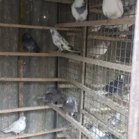 حدود ۱۰۰طوق کفتر یکجایی با گنجه و کلیه لوازم|پرنده|تهران, هرندی|دیوار