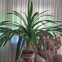 گل پاندانوس|گل و گیاه طبیعی|اشتهارد, |دیوار