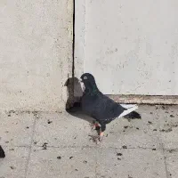 کفتر قره سیاه