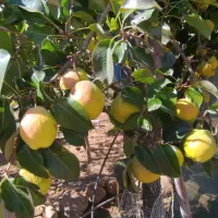 گلابی درجه ۱