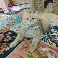 گربه پرشین واگذاری به فردمطمئن