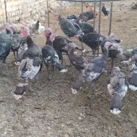 بوقلمون نر و ماده محلی