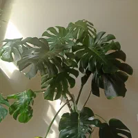 گلدان فلزی نو و سالم برگه انجیری جوان