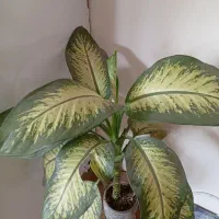 گل دیفن باخیا|گل و گیاه طبیعی|کلات (خراسان), |دیوار