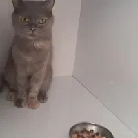 گربه اسکاتیش ۲ساله ماده و یه ۵۰روزه ماده