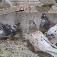 سرور نر کبکی تیر|پرنده|تهران, امام زاده عبدالله|دیوار