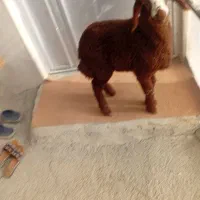 دوتا بره شیری نر بزرگ کاه خور