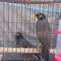 مرغ مینا فروشی