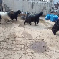 فروش ۴ راس بز جوان و چاق|حیوانات مزرعه|شوشتر, |دیوار