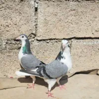 کبوتر نر ماده|پرنده|مسجد سلیمان, |دیوار