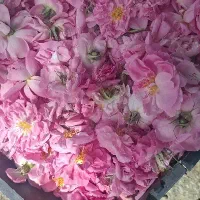 گل محمدی