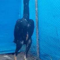 جوجه اوشامو|حیوانات مزرعه|رشت, عینک|دیوار